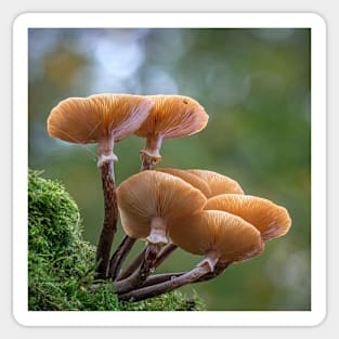 Honey Fungi Sticker